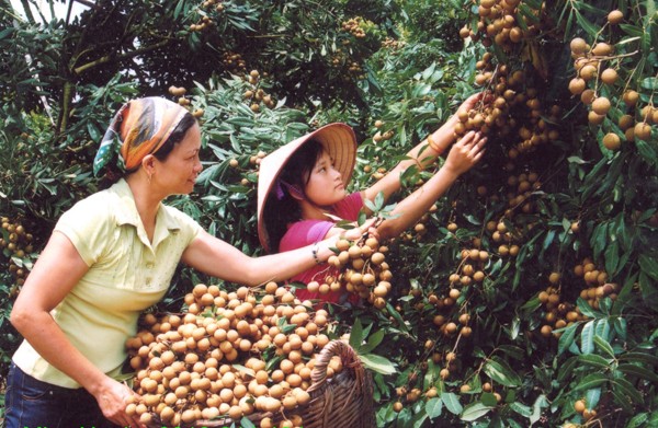 Nâng cao giá trị thương hiệu Nhãn lồng Hưng Yên (14/9/2018)